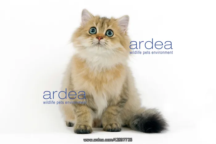  : Cat - Persian Golden Shaded