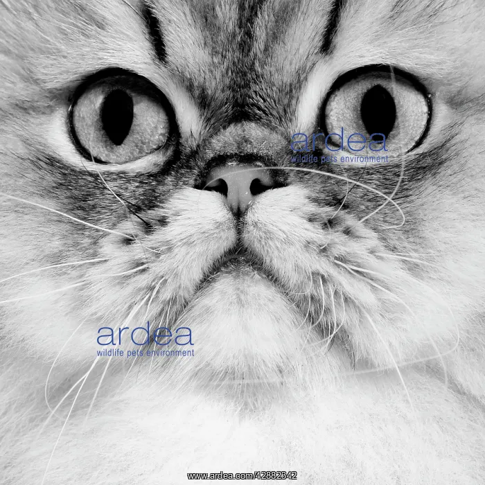 : Cat - Persian golden Shaded - black & white : Cat - Persian golden Shaded - black & white