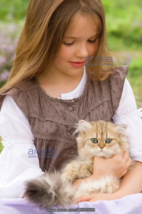  : Cat - Persian Golden Shaded being cuddled by young girl