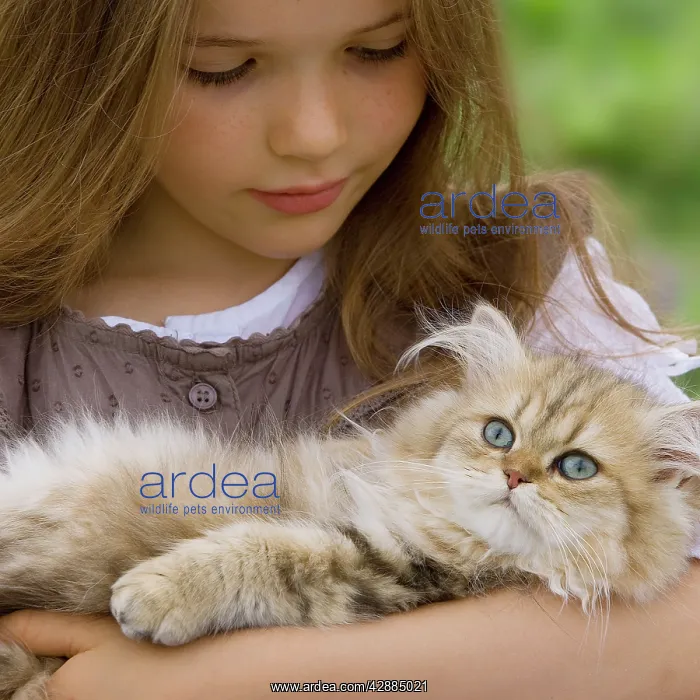 : Cat - Persian Golden Shaded being cuddled by young girl : Cat - Persian Golden Shaded being cuddled by young girl