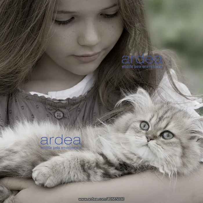 : Cat - Persian Golden Shaded being cuddled by young girl : Cat - Persian Golden Shaded being cuddled by young girl