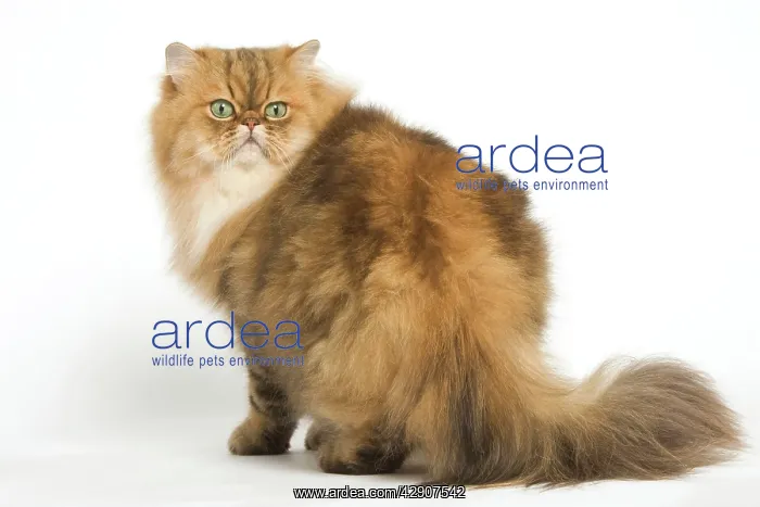  : Cat - Persian golden shaded in studio