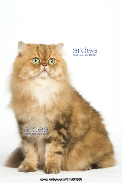  : Cat - Persian golden shaded in studio