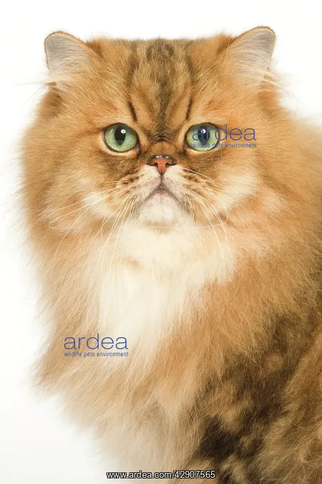  : Cat - Persian golden shaded in studio