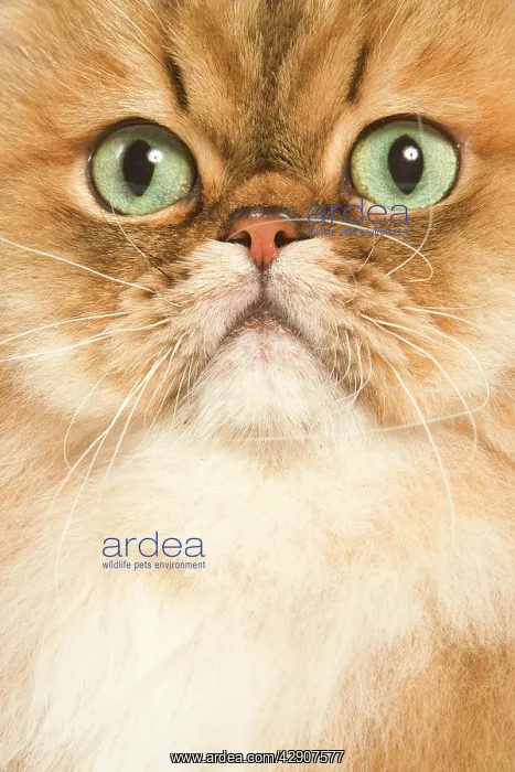  : Cat - Persian golden shaded in studio - close-up of face