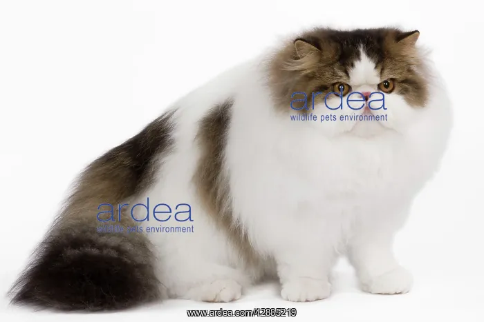 : Cat - Persian Harlequin - brown mackerel tabby in studio : Cat - Persian Harlequin - brown mackerel tabby in studio