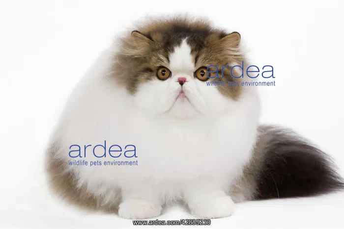 : Cat - Persian Harlequin - brown mackerel tabby in studio : Cat - Persian Harlequin - brown mackerel tabby in studio