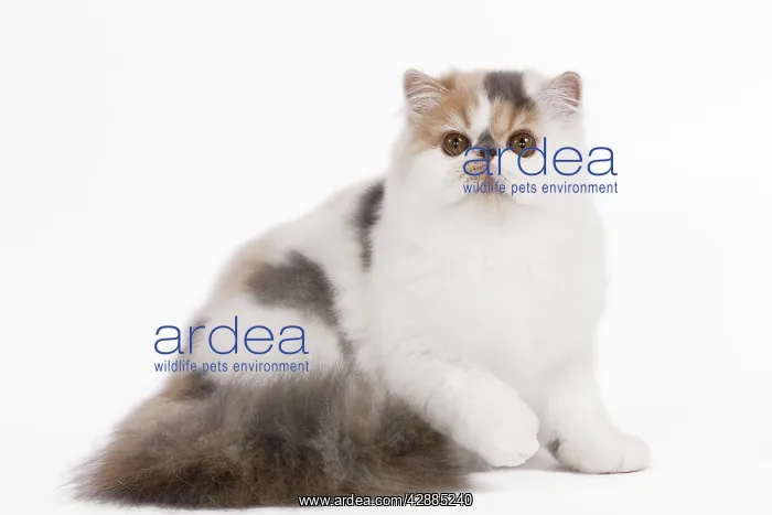  : Cat - Persian Harlequin in studio