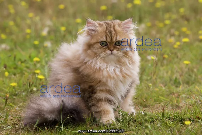  : Cat - Persian kitten