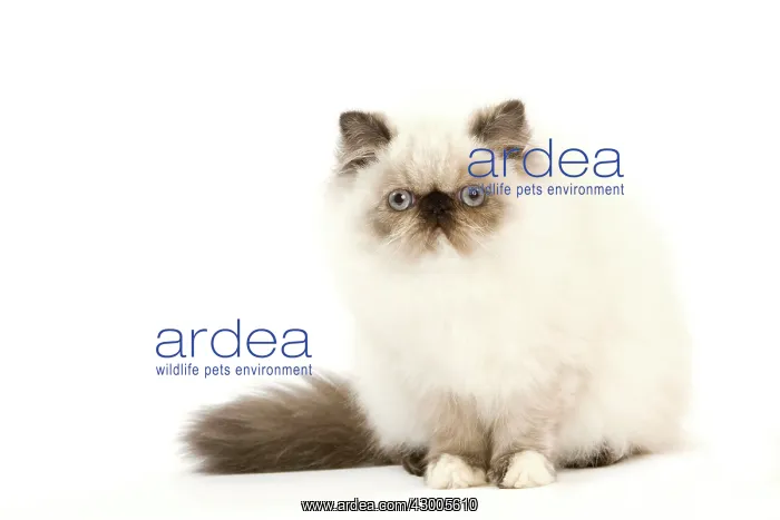  : Cat - Persian kitten