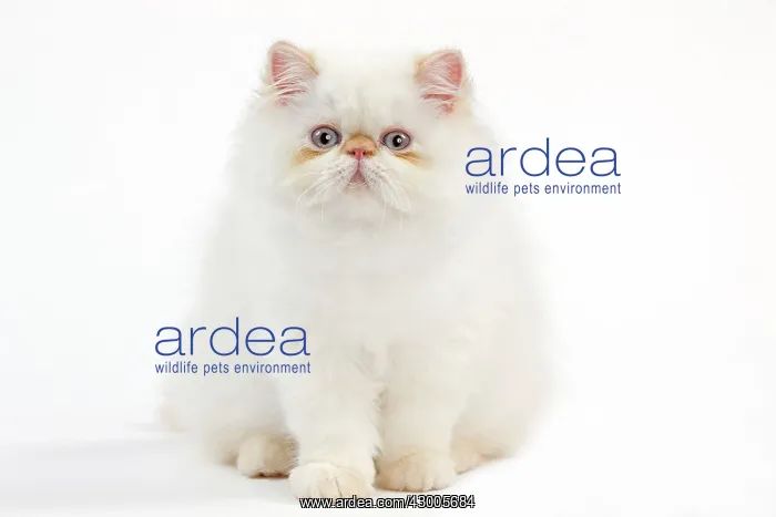  : Cat - Persian kitten
