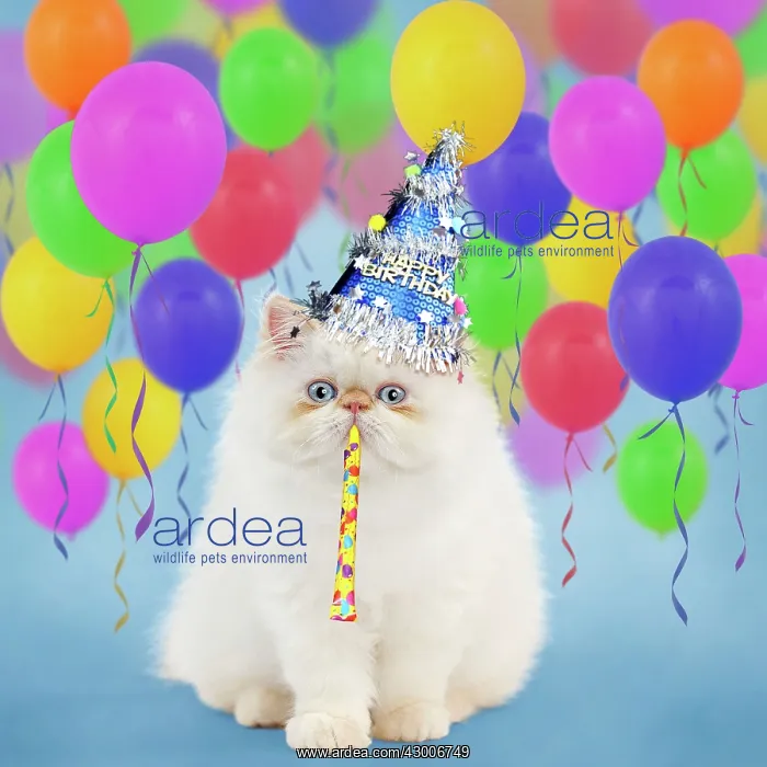: Cat Persian kitten : Cat Persian kitten