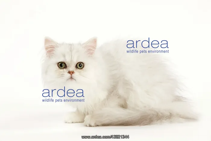  : Cat - Persian kitten