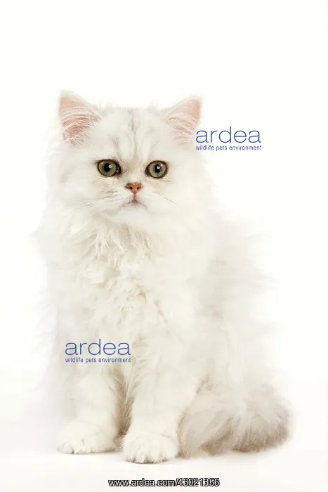  : Cat - Persian kitten