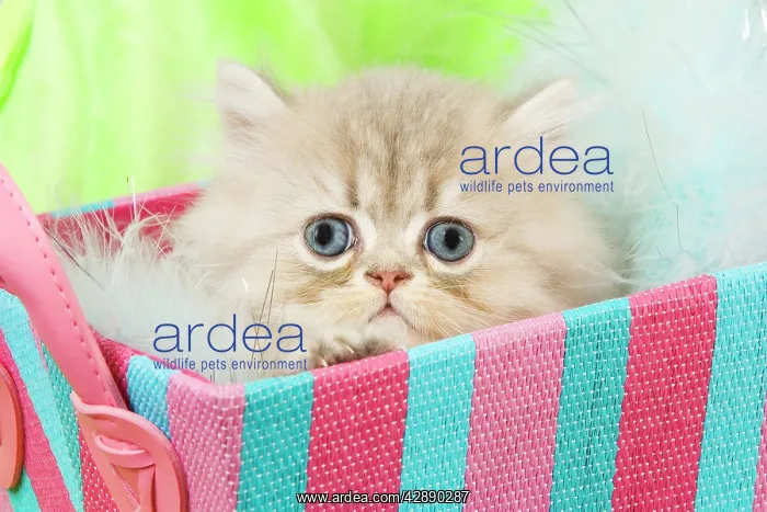  : Cat - Persian kitten in basket