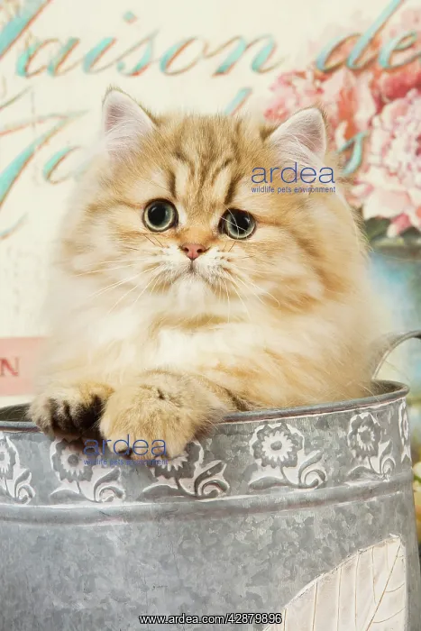  : Cat - Persian kitten in flowerpot