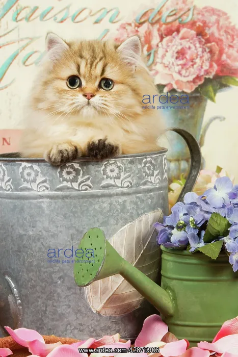  : Cat - Persian kitten in flowerpot