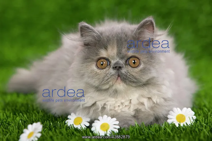  : Cat - Persian kitten in garden