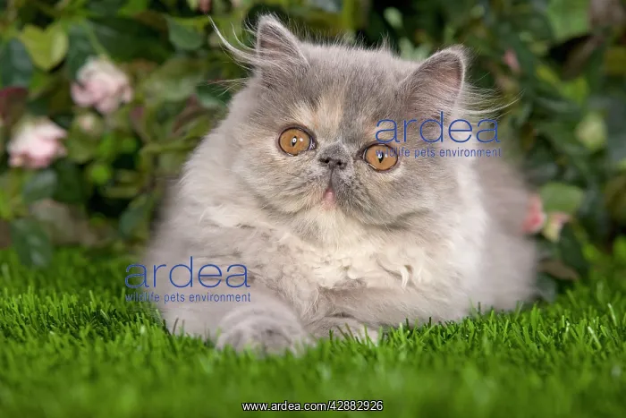 : Cat - Persian kitten in garden : Cat - Persian kitten in garden