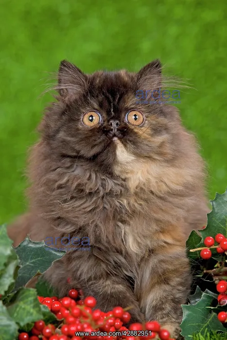  : Cat - Persian kitten in garden amongst berries