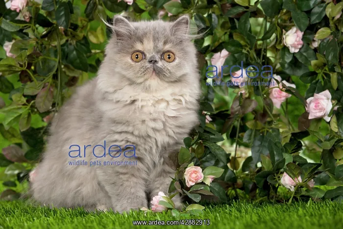 : Cat - Persian kitten in garden amongst flowers