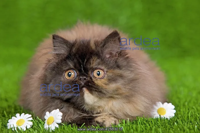  : Cat - Persian kitten in garden amongst flowers