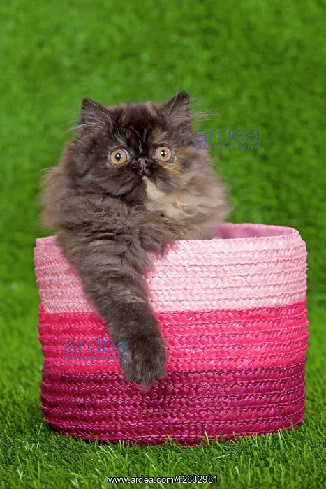  : Cat - Persian kitten in pink basket