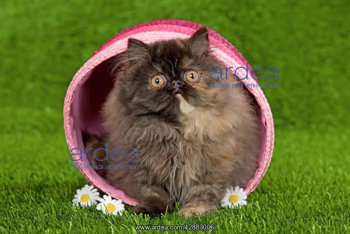  : Cat - Persian kitten in pink basket