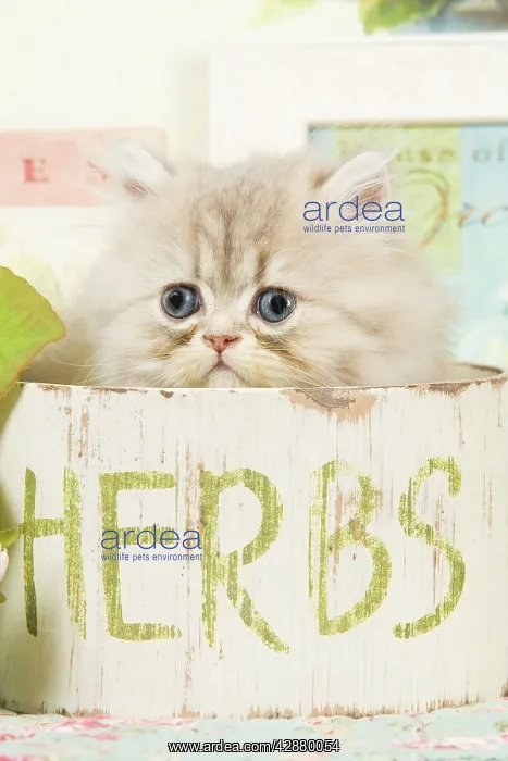  : Cat - Persian kitten in pot