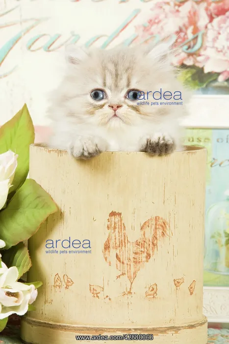  : Cat - Persian kitten in pot