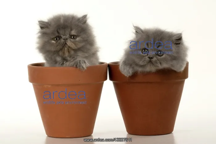 : CAT. Persian kitten / s blue, longhaired, 6 weeks : CAT. Persian kitten / s blue, longhaired, 6 weeks
