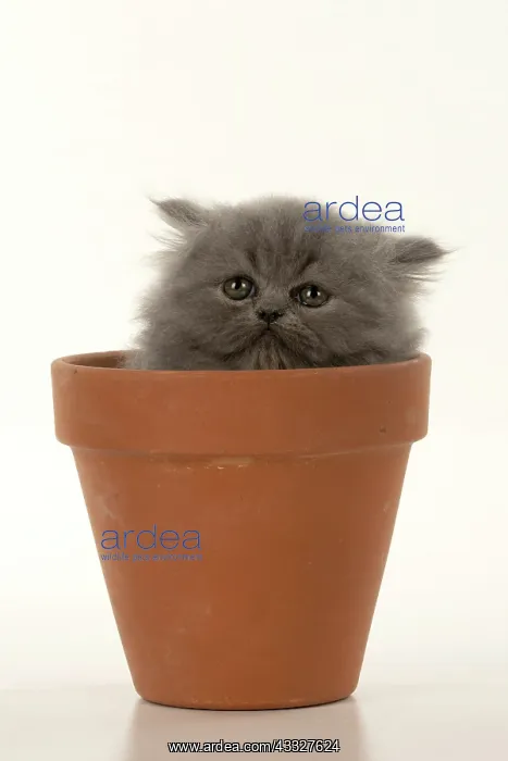 : CAT. Persian kitten / s blue, longhaired, 6 weeks : CAT. Persian kitten / s blue, longhaired, 6 weeks