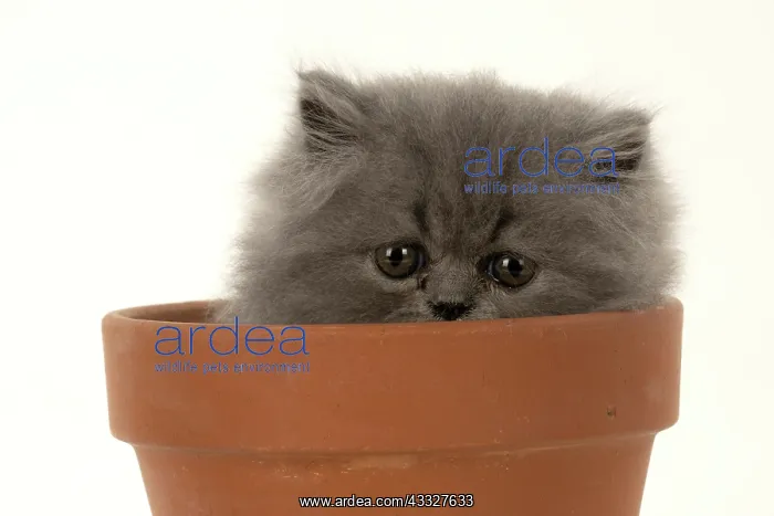  : CAT. Persian kitten / s blue, longhaired, 6 weeks