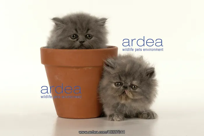 : CAT. Persian kitten / s blue, longhaired, 6 weeks : CAT. Persian kitten / s blue, longhaired, 6 weeks