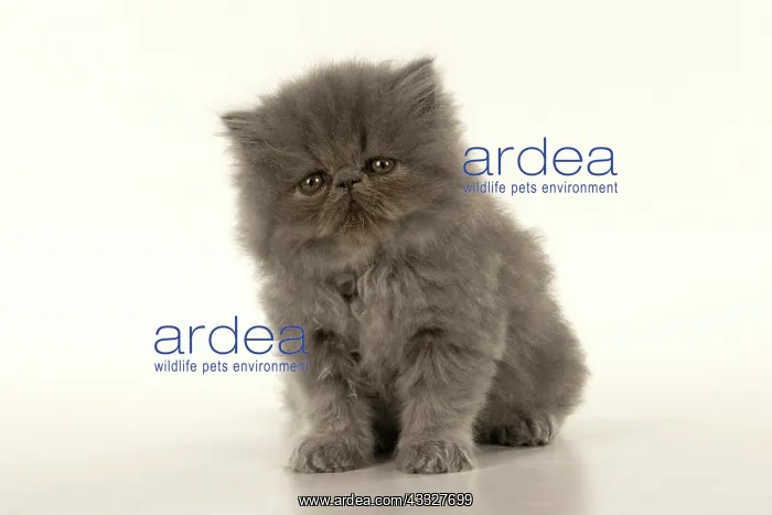 : CAT. Persian kitten / s blue, longhaired, 6 weeks : CAT. Persian kitten / s blue, longhaired, 6 weeks