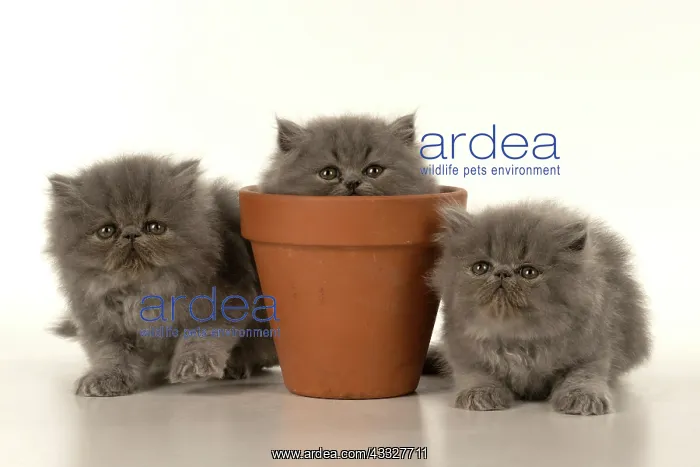 : CAT. Persian kitten / s blue, longhaired, 6 weeks : CAT. Persian kitten / s blue, longhaired, 6 weeks