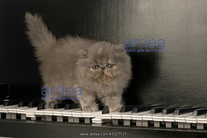 : CAT. Persian kitten / s blue, longhaired, 6 weeks : CAT. Persian kitten / s blue, longhaired, 6 weeks