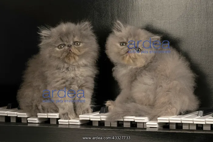  : CAT. Persian kitten / s blue, longhaired, 6 weeks