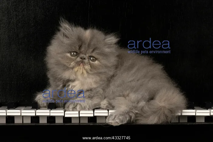  : CAT. Persian kitten / s blue, longhaired, 6 weeks