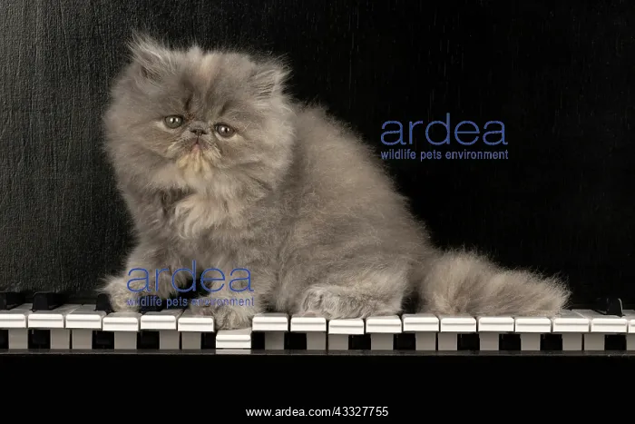 : CAT. Persian kitten / s blue, longhaired, 6 weeks : CAT. Persian kitten / s blue, longhaired, 6 weeks