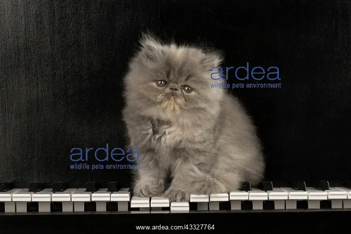 : CAT. Persian kitten / s blue, longhaired, 6 weeks : CAT. Persian kitten / s blue, longhaired, 6 weeks
