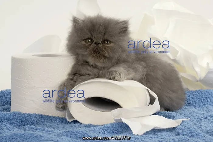 : CAT. Persian kitten / s blue, longhaired, 6 weeks : CAT. Persian kitten / s blue, longhaired, 6 weeks