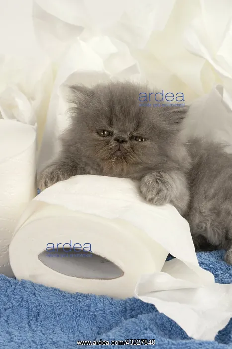 : CAT. Persian kitten / s blue, longhaired, 6 weeks : CAT. Persian kitten / s blue, longhaired, 6 weeks