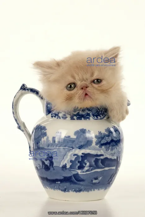: CAT. Persian kitten / s cream, longhaired, 6 week : CAT. Persian kitten / s cream, longhaired, 6 week