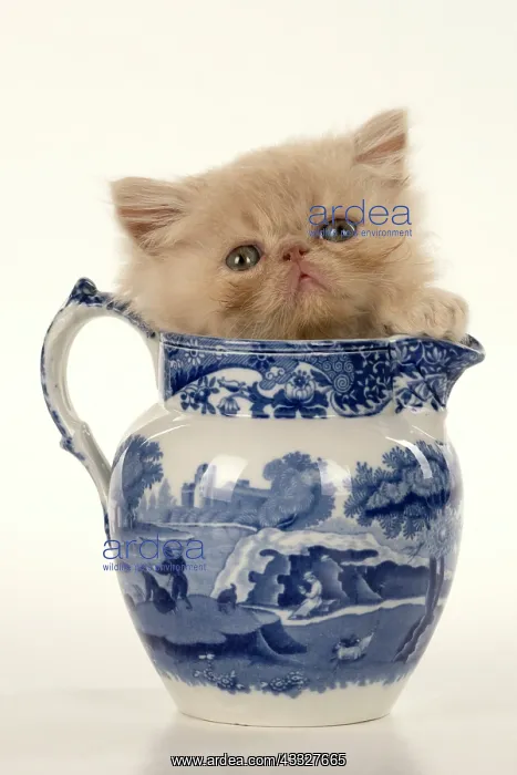 : CAT. Persian kitten / s cream, longhaired, 6 week : CAT. Persian kitten / s cream, longhaired, 6 week