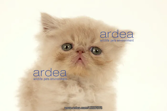 : CAT. Persian kitten / s cream, longhaired, 6 week : CAT. Persian kitten / s cream, longhaired, 6 week