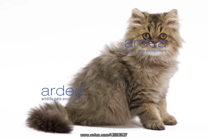  : Cat - Persian kitten in studio