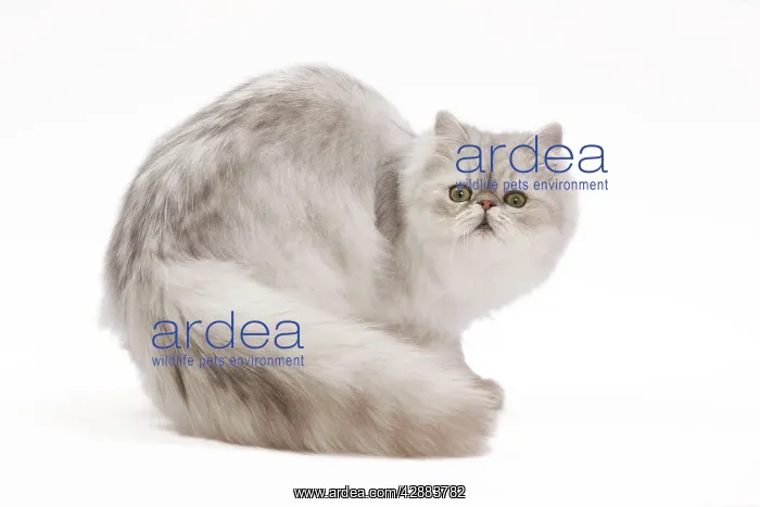  : Cat - Persian kitten in studio
