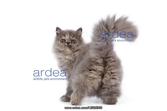  : Cat - Persian kitten in studio - backview