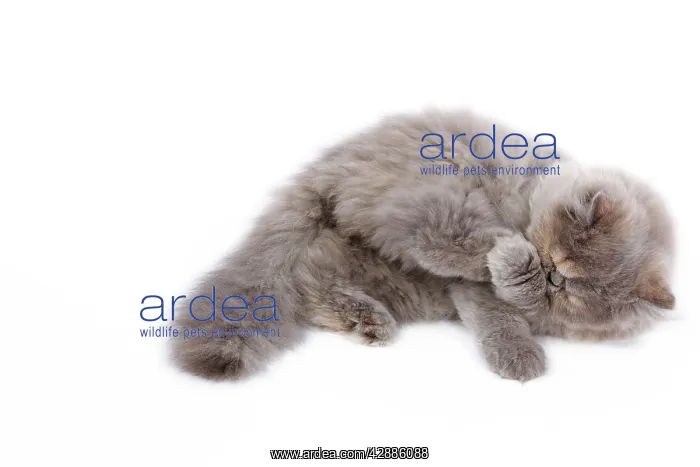  : Cat - Persian kitten in studio grooming